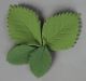Hydrangea or Large Rose Leaf, no wire
