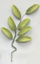 7 Petal Lily leaves