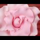 Cabbage Rose - Individual