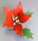 Poinsettia with leaves
