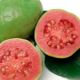 Pink Guava Compound