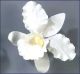 Cattleya Orchid Large 