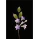 Asian Stephanotis Filler