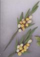 Australian Native Flower Filler