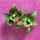 Small Cymbidium Orchid, Avocado Green