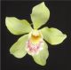 Cymbidium Orchid