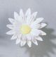 Double Petal Daisy Small