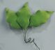 Holly Leaves Small