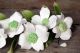 6 Blossom Dogwood Spray