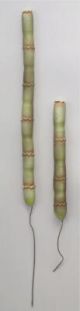 Bamboo Stalk