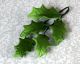 Holly Leaves