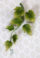 Ivy Leaf Filler