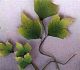 English Ivy Leaf Fillers