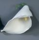 Jumbo Calla Lily - Individual