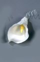 Large Calla Lily - Individual