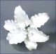 Casablanca Lily - Individual