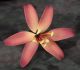 Medium Wild Lily