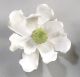 Magnolia Full Blossomed