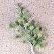 Maidenhair Fern