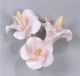 Hibiscus - Individual