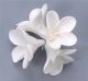 Hawaiian Plumeria Singles