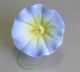 Morning Glory
