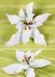 Poinsettia Small - Individual