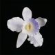 Small Cattleya Orchid - Individual