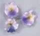Large Pansy - Individual