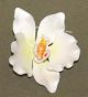 Moth Orchid Single