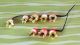 Rugosa Rose Hips Filler