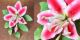 Stargazer Lily Spray