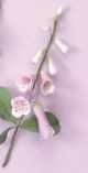 Foxglove Spray