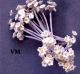 Baby's Breath